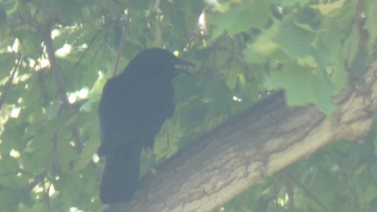 American Crow - ML382924091