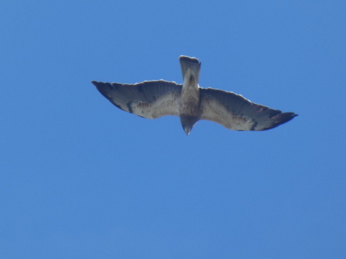 Swainson's Hawk - ML382924141