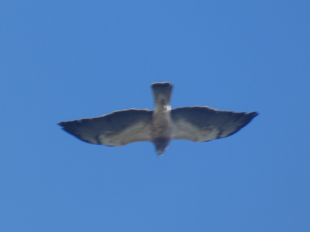 Swainson's Hawk - ML382924171