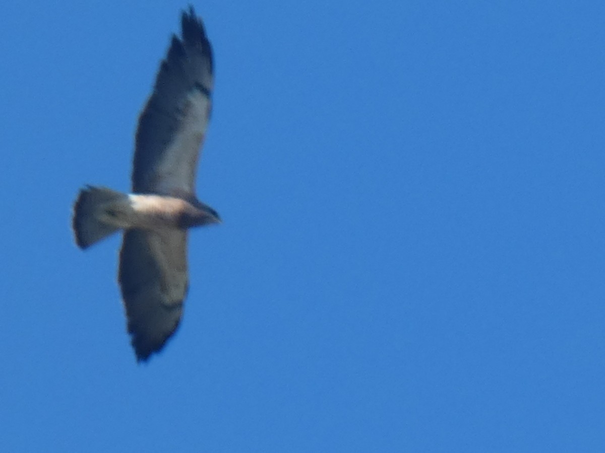 Swainson's Hawk - ML382924191