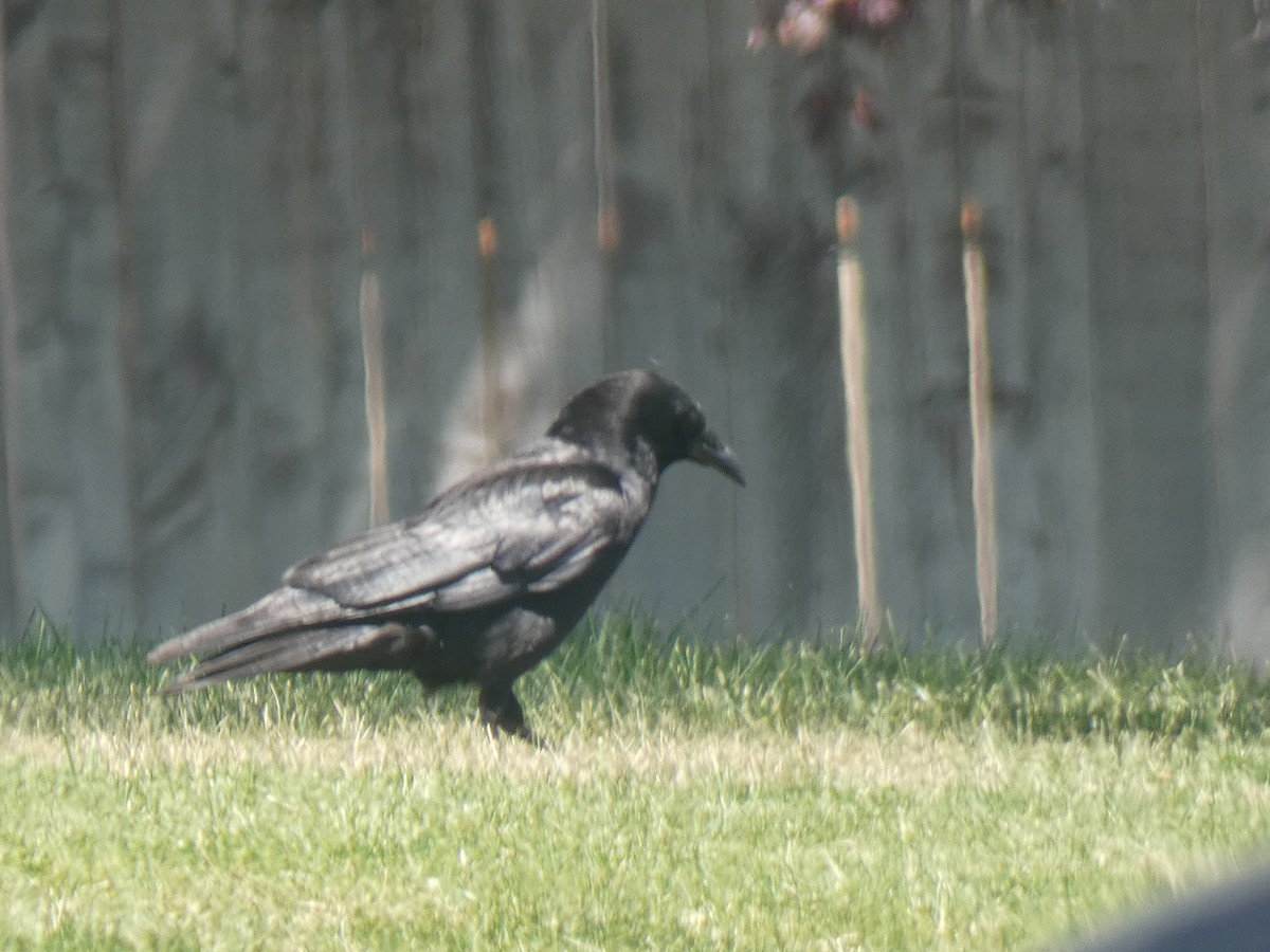 American Crow - ML382924201