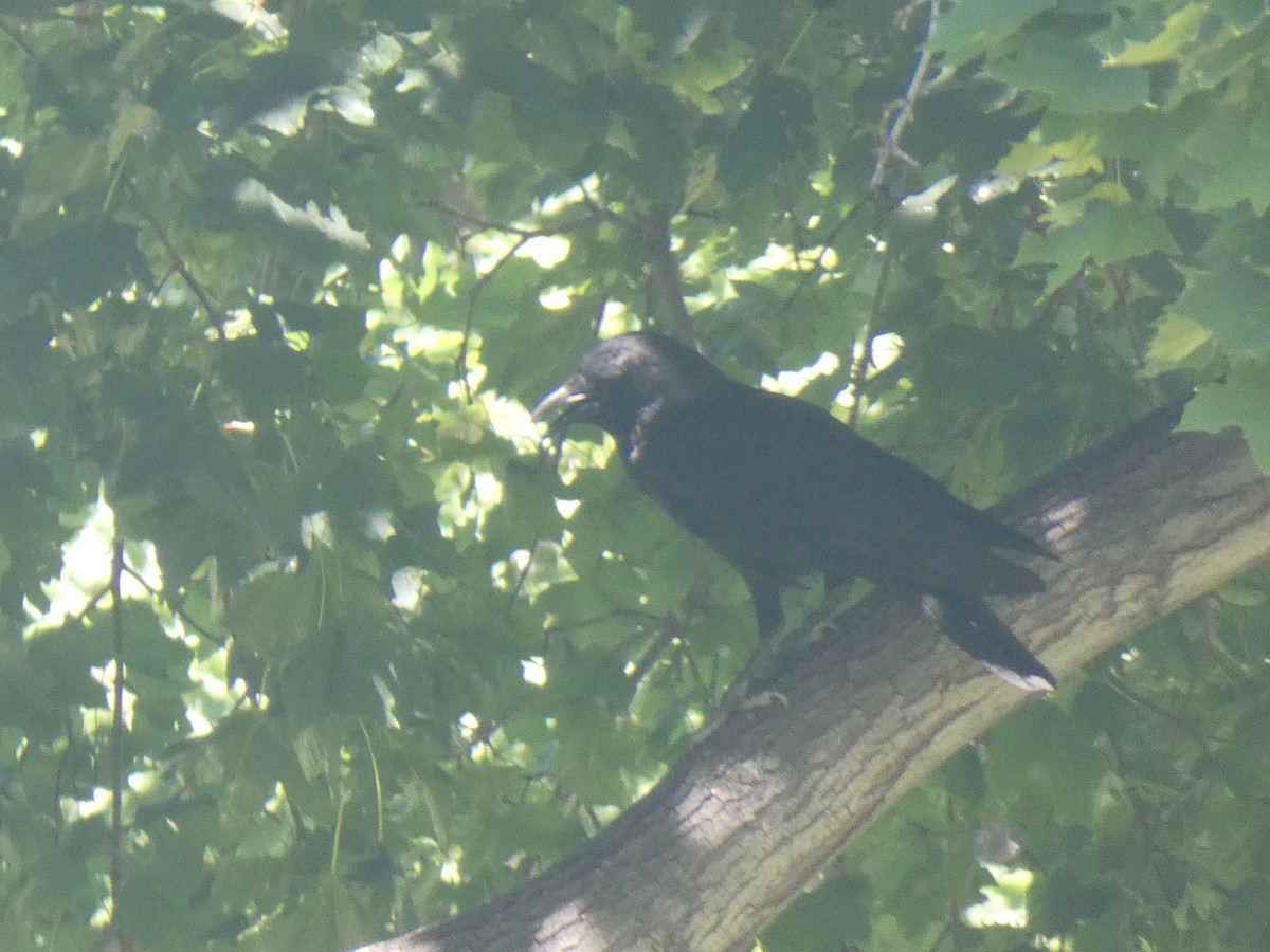 American Crow - ML382924211