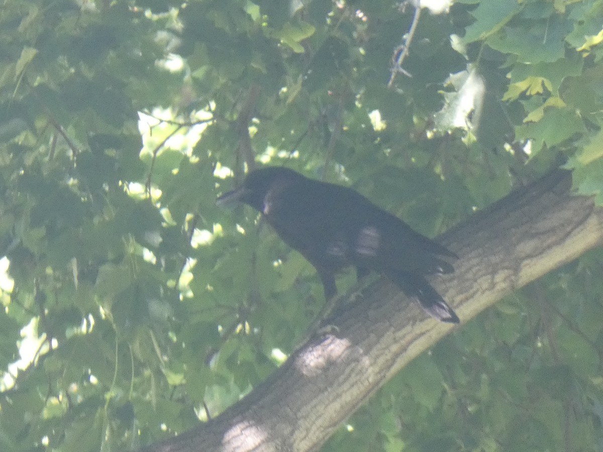 American Crow - ML382924221