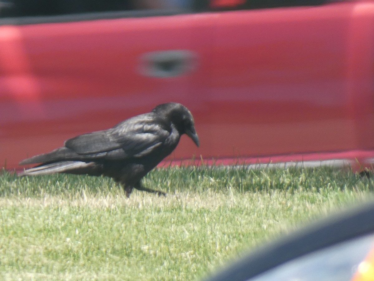 American Crow - ML382924231
