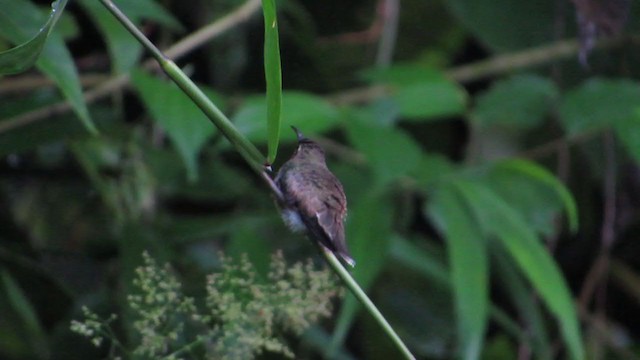 Полосатохвостый колибри-отшельник - ML382924451