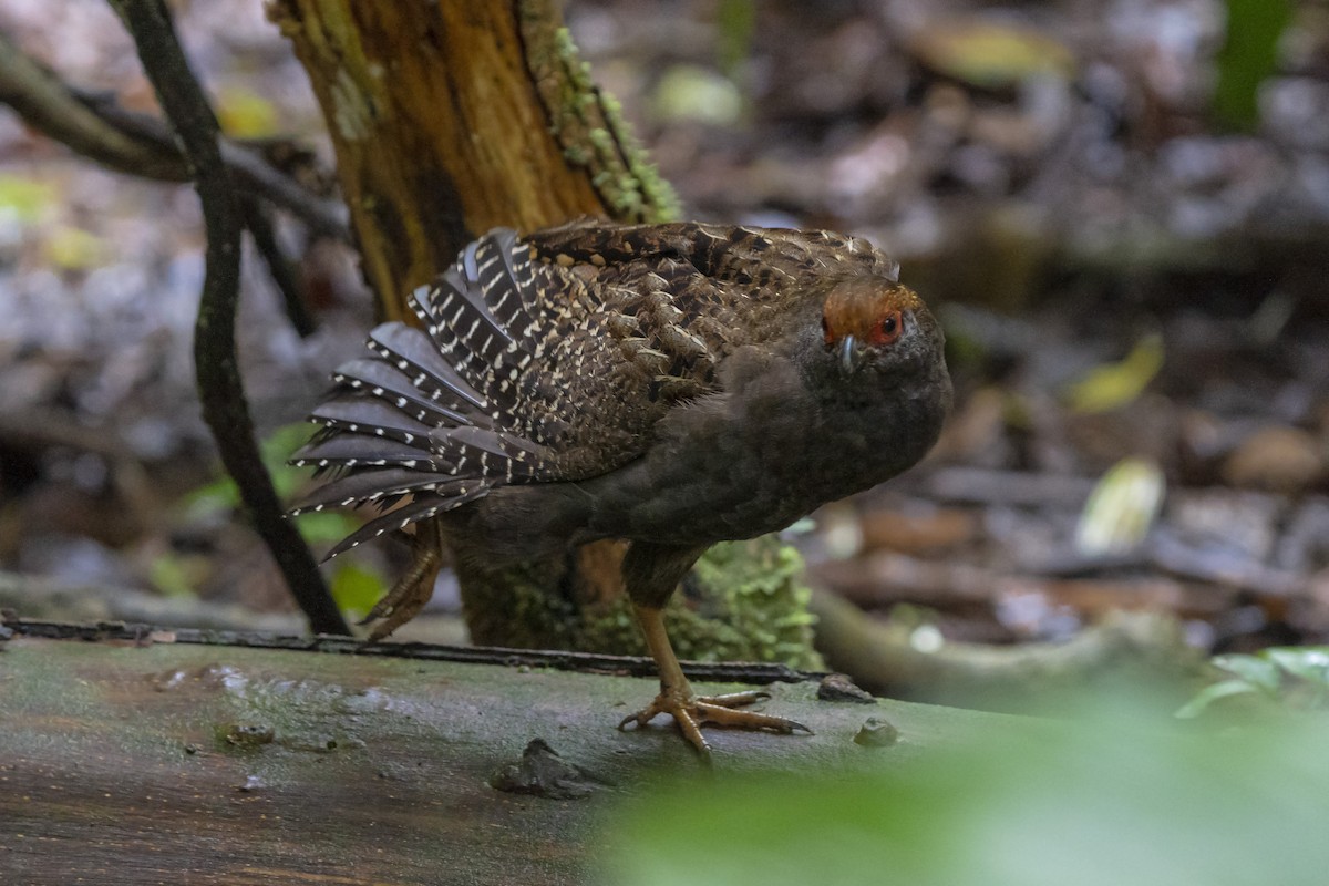 Spot-winged Wood-Quail - ML382925791