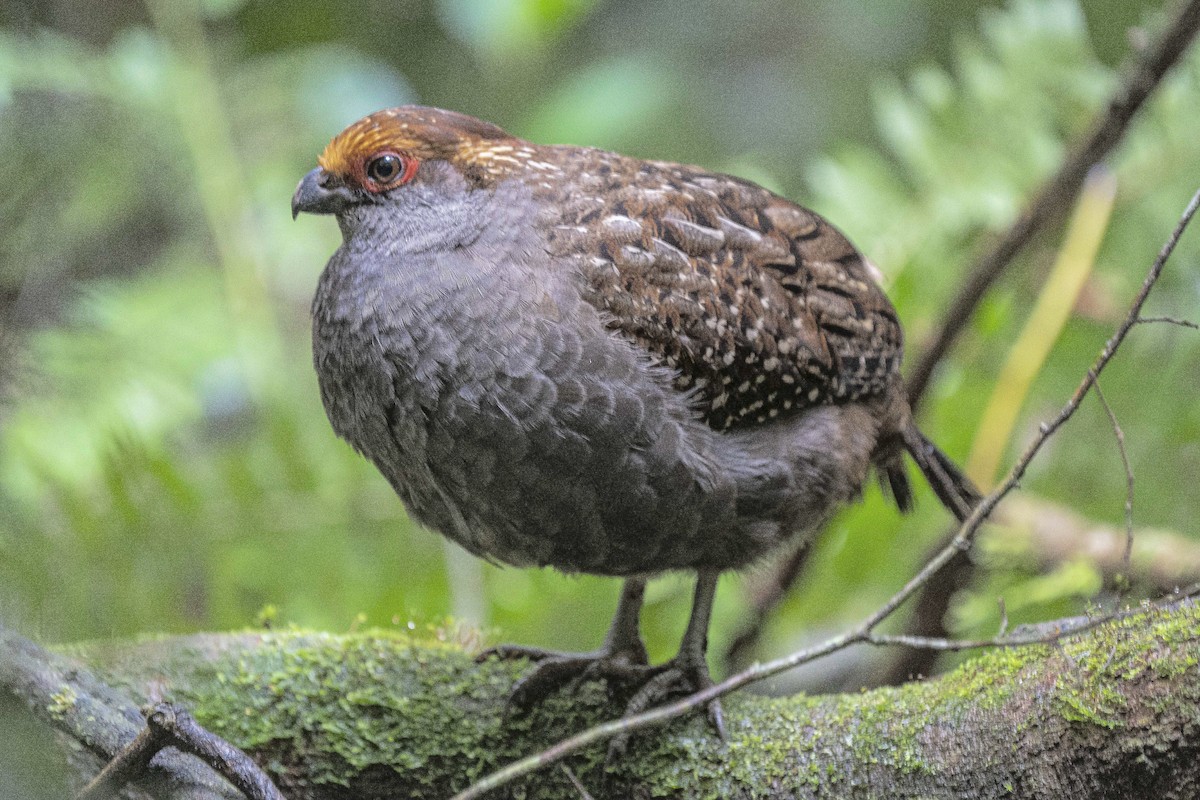 Spot-winged Wood-Quail - ML382925921