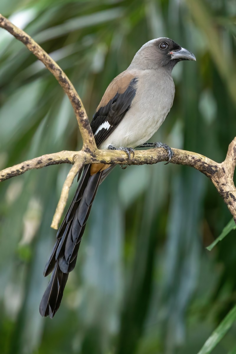 Gray Treepie - ML382927041