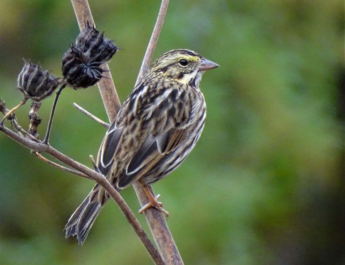 Savannah Sparrow - ML382927261