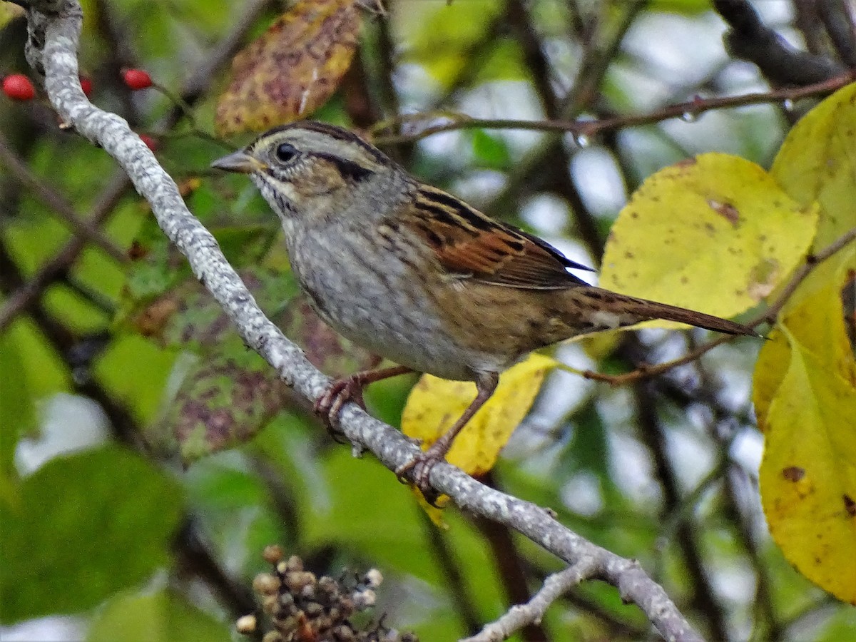 Swamp Sparrow - ML382927411