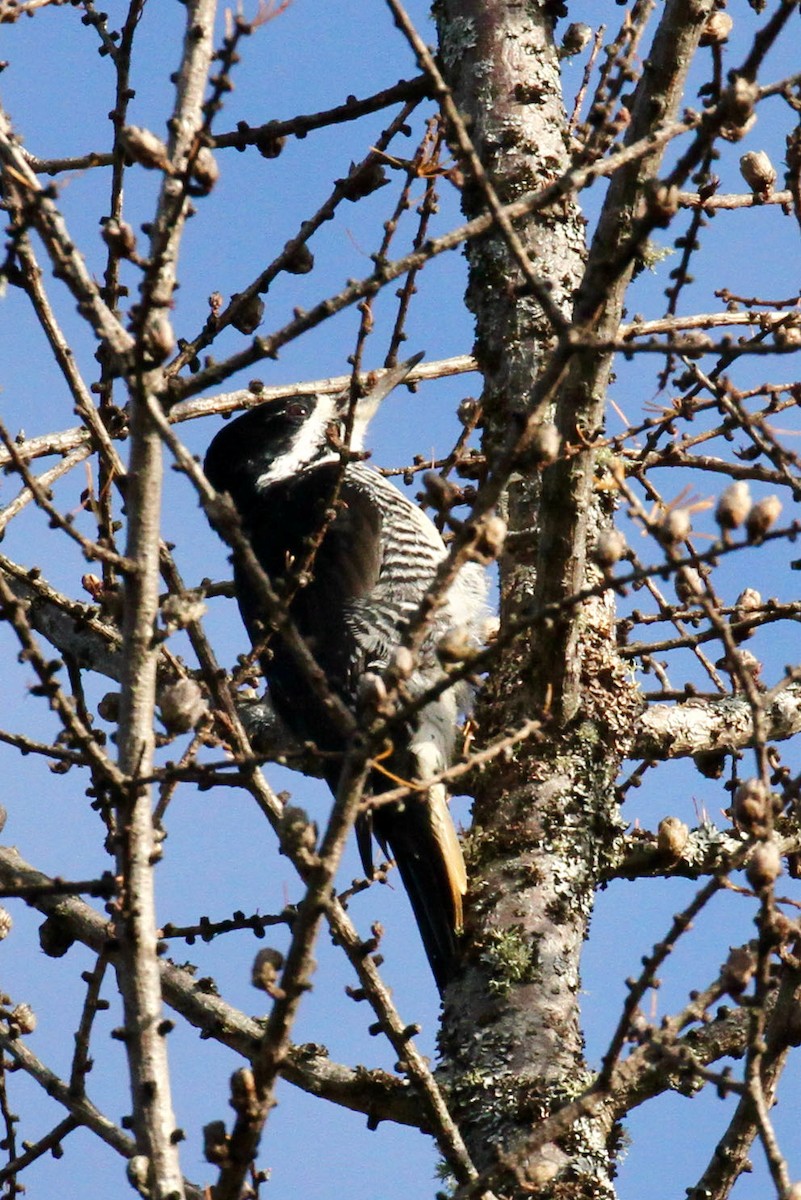 Black-backed Woodpecker - ML382927931