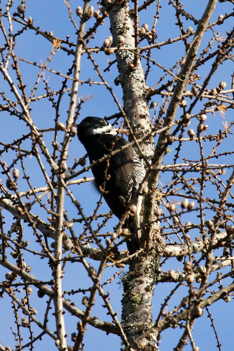 Black-backed Woodpecker - ML382927961