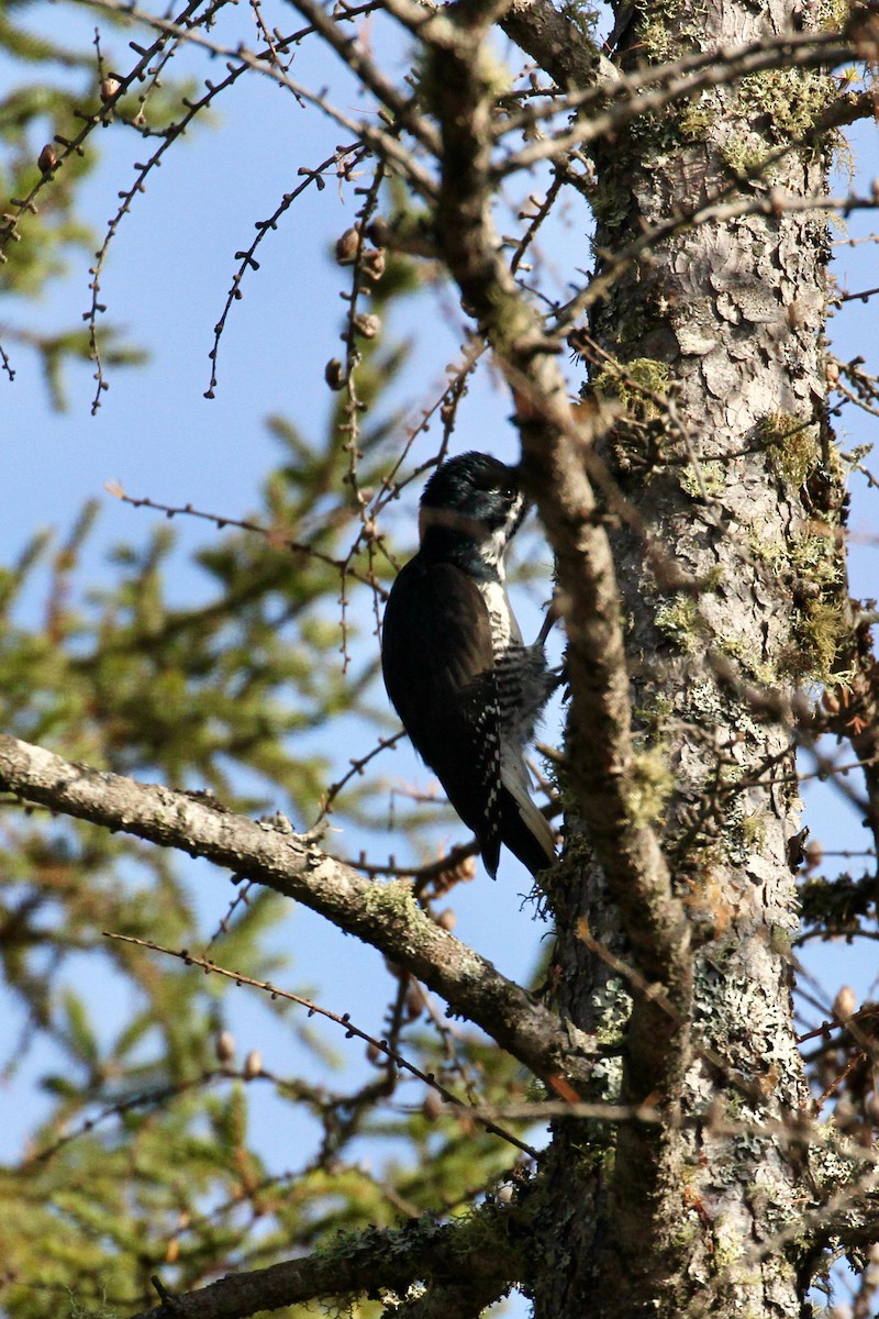 Black-backed Woodpecker - ML382927971