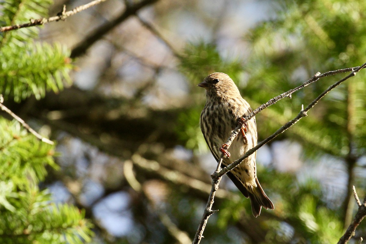 Pine Siskin - ML382928141