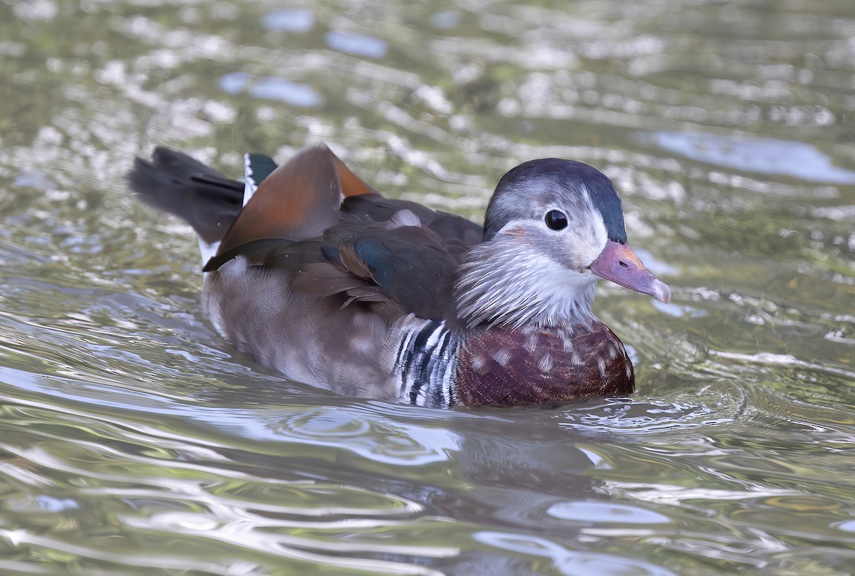 Mandarin Duck - ML382928841