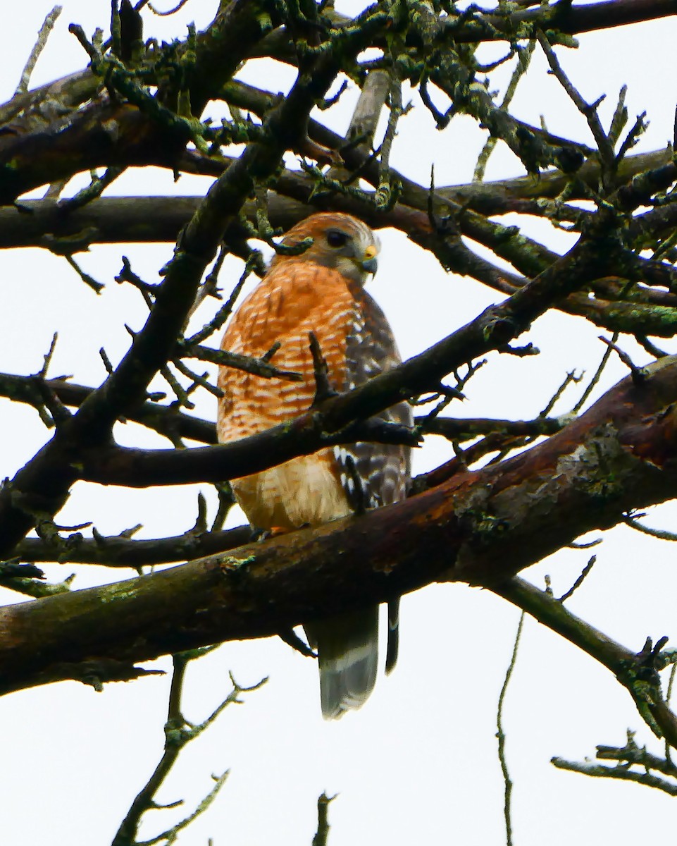 Red-shouldered Hawk - ML382928951