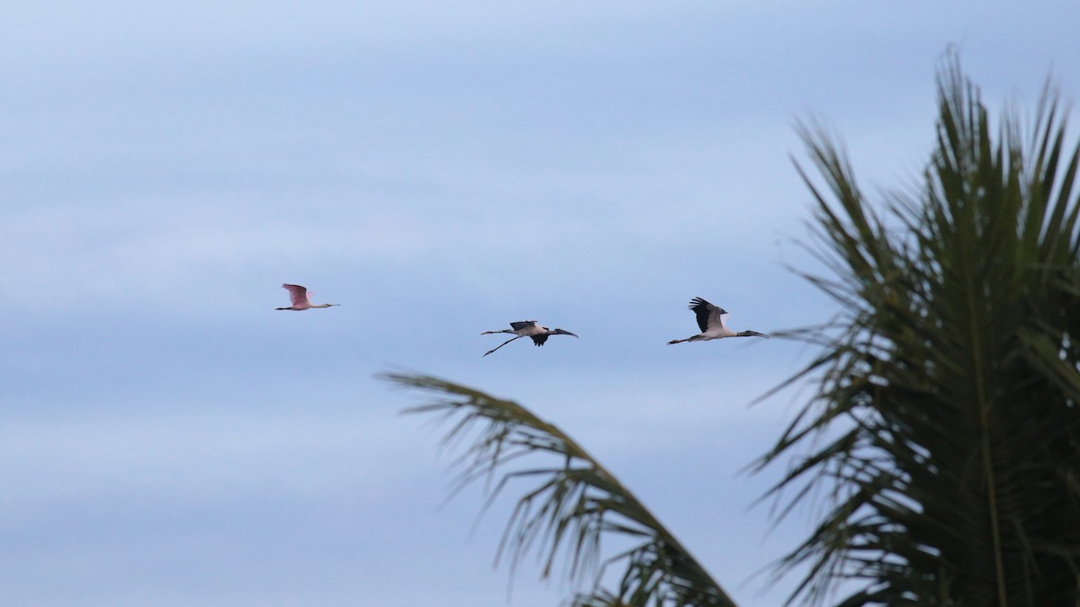 Wood Stork - ML382928981