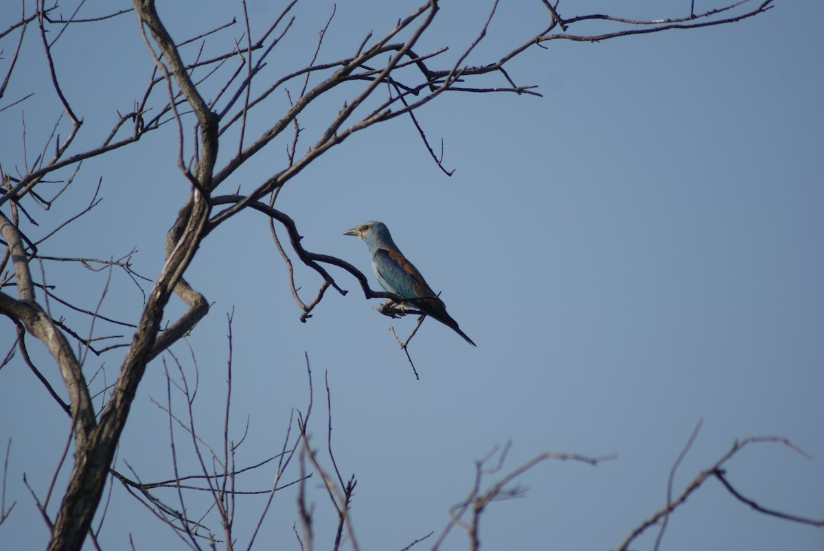 European Roller - ML382929171