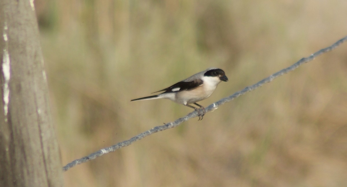 Lesser Gray Shrike - ML382929251