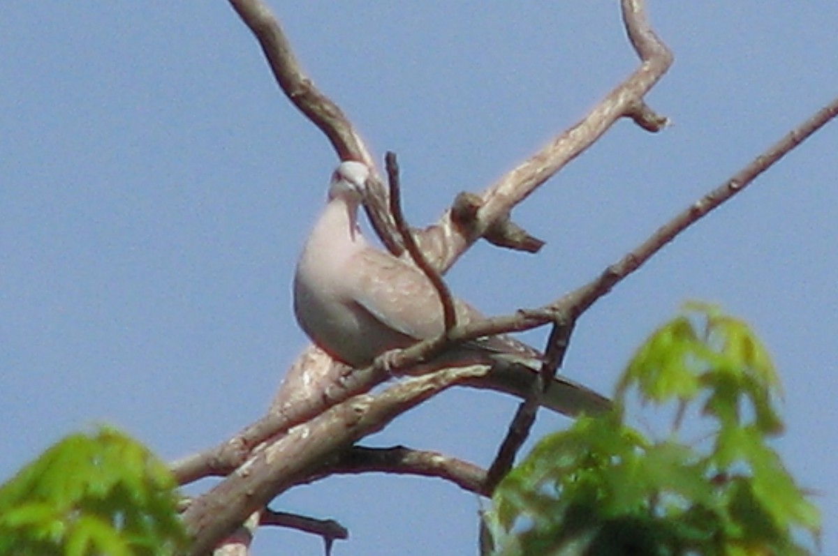 Eurasian Collared-Dove - ML38292951