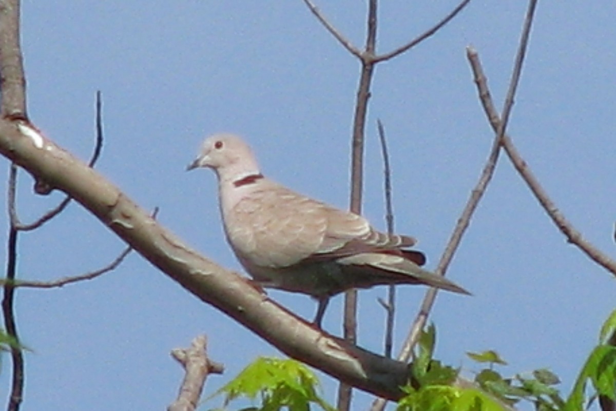 Eurasian Collared-Dove - ML38292961