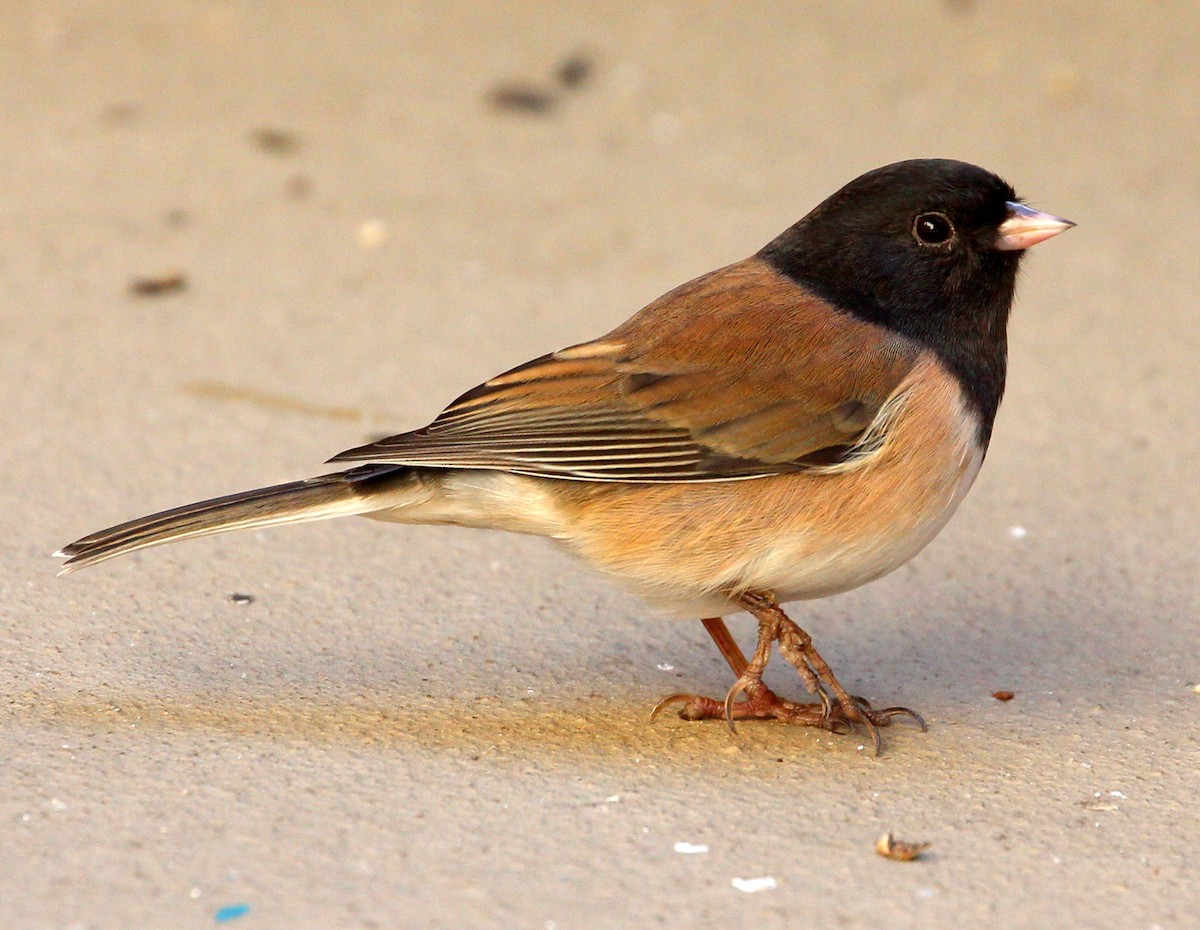 Dark-eyed Junco (Oregon) - sam hough