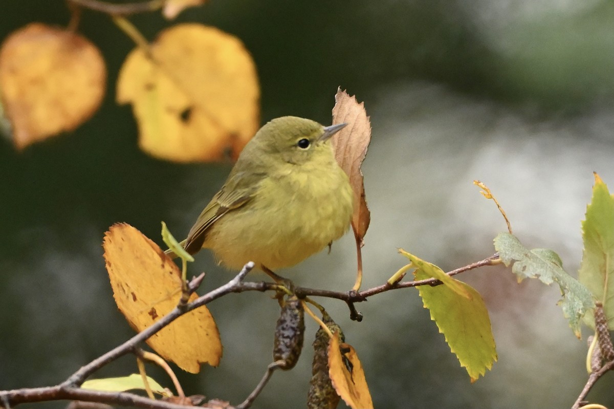 Orange-crowned Warbler - ML382932221