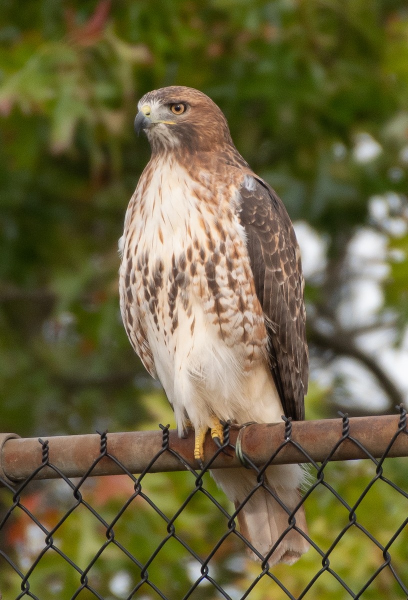 Red-tailed Hawk - Patrick Shure