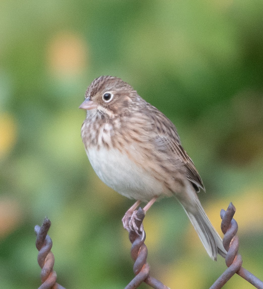 Vesper Sparrow - Patrick Shure