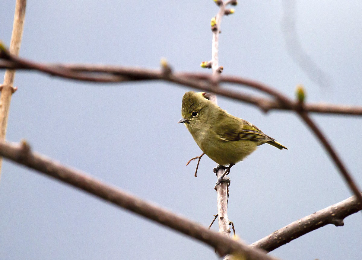 Yellow-browed Tit - ML382934261