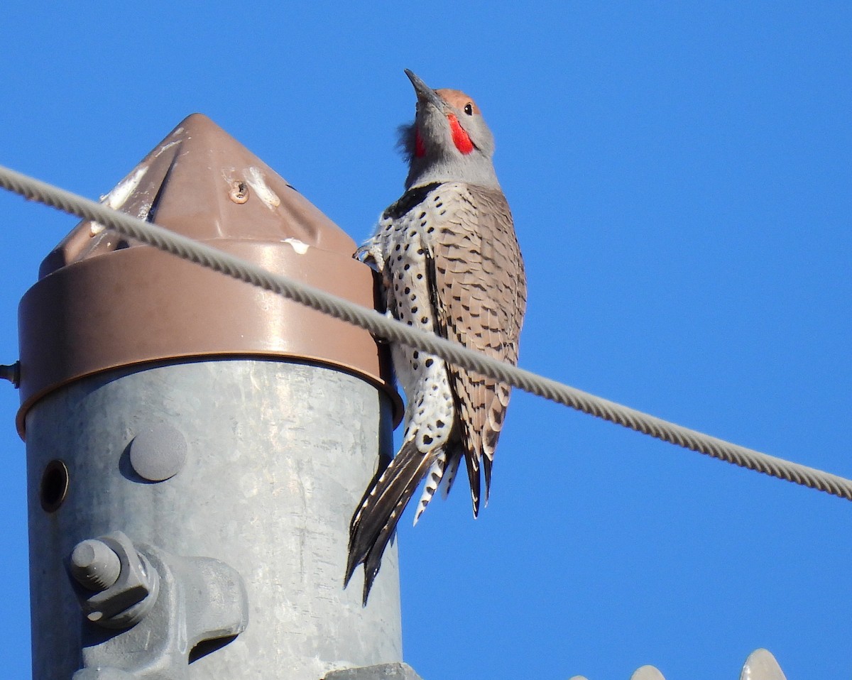 Northern/Gilded Flicker - ML382934351