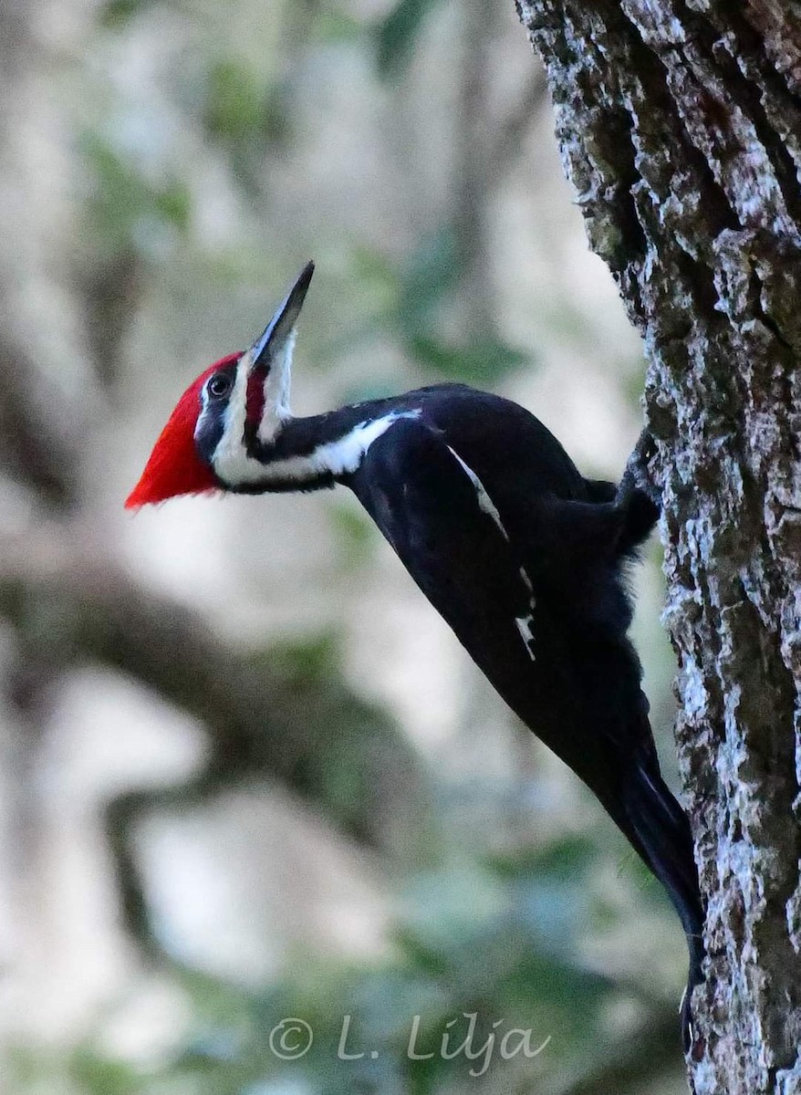 Pileated Woodpecker - Lorri Lilja
