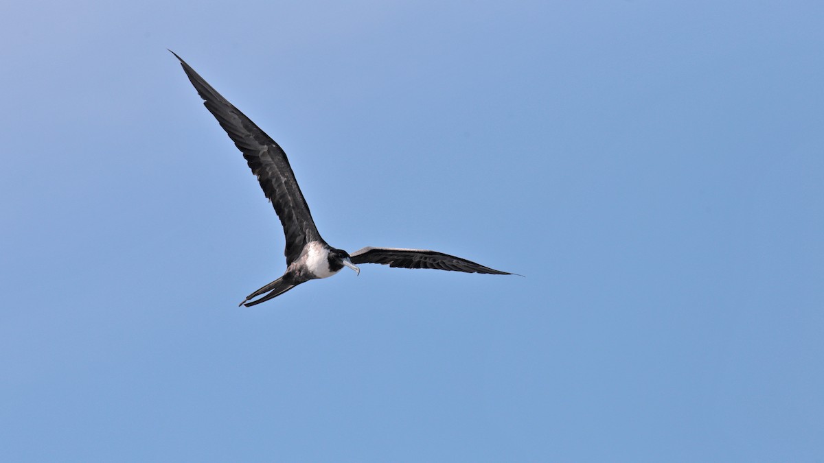 Magnificent Frigatebird - ML382935341