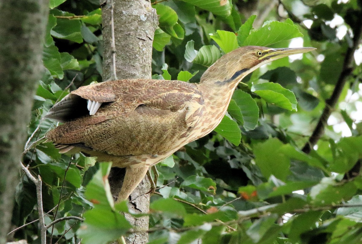 American Bittern - Randall Everts