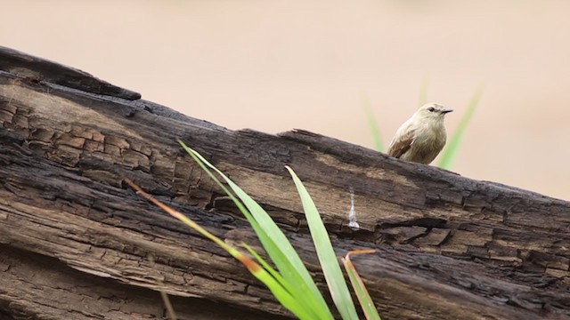 Drab Water Tyrant - ML382938721