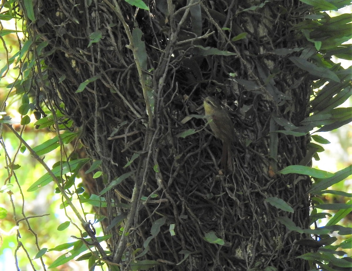 Olive Spinetail - ML382939751