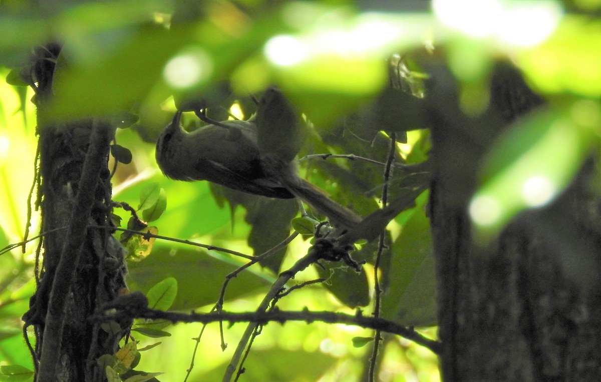 Olive Spinetail - ML382939771