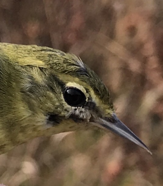 Tennessee Warbler - ML382940021