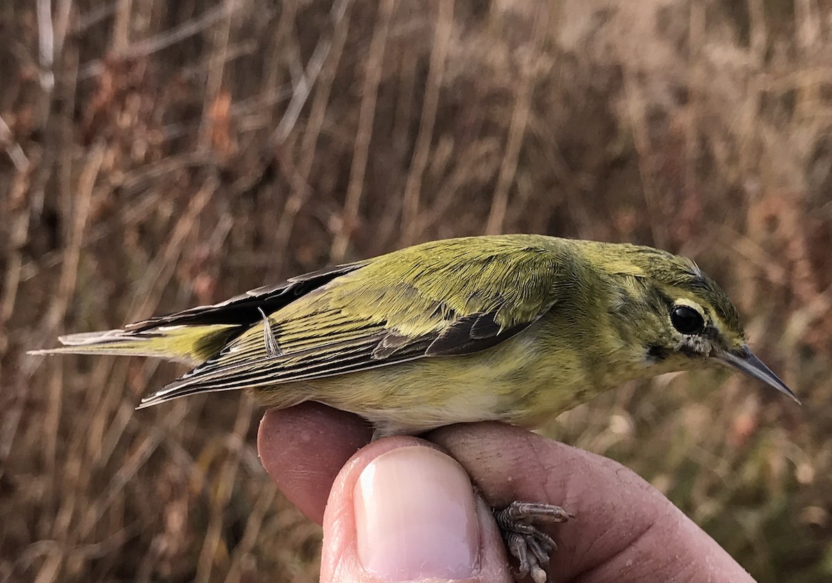 Tennessee Warbler - Stephane Perreault