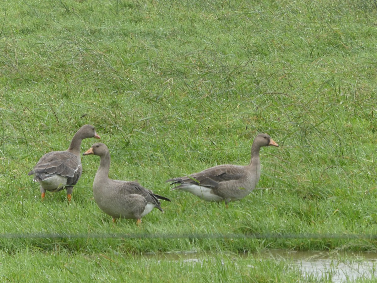 Greater White-fronted Goose - ML382940671