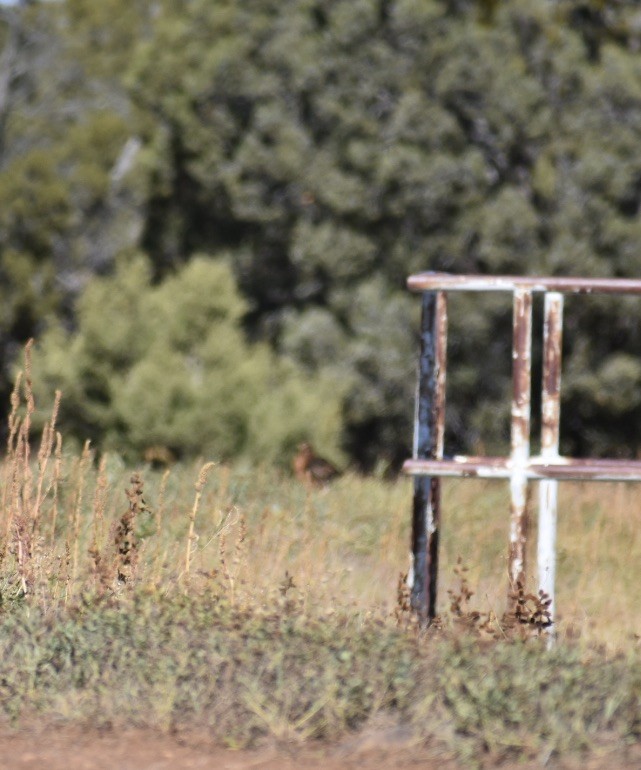 Northern Harrier - ML382940981