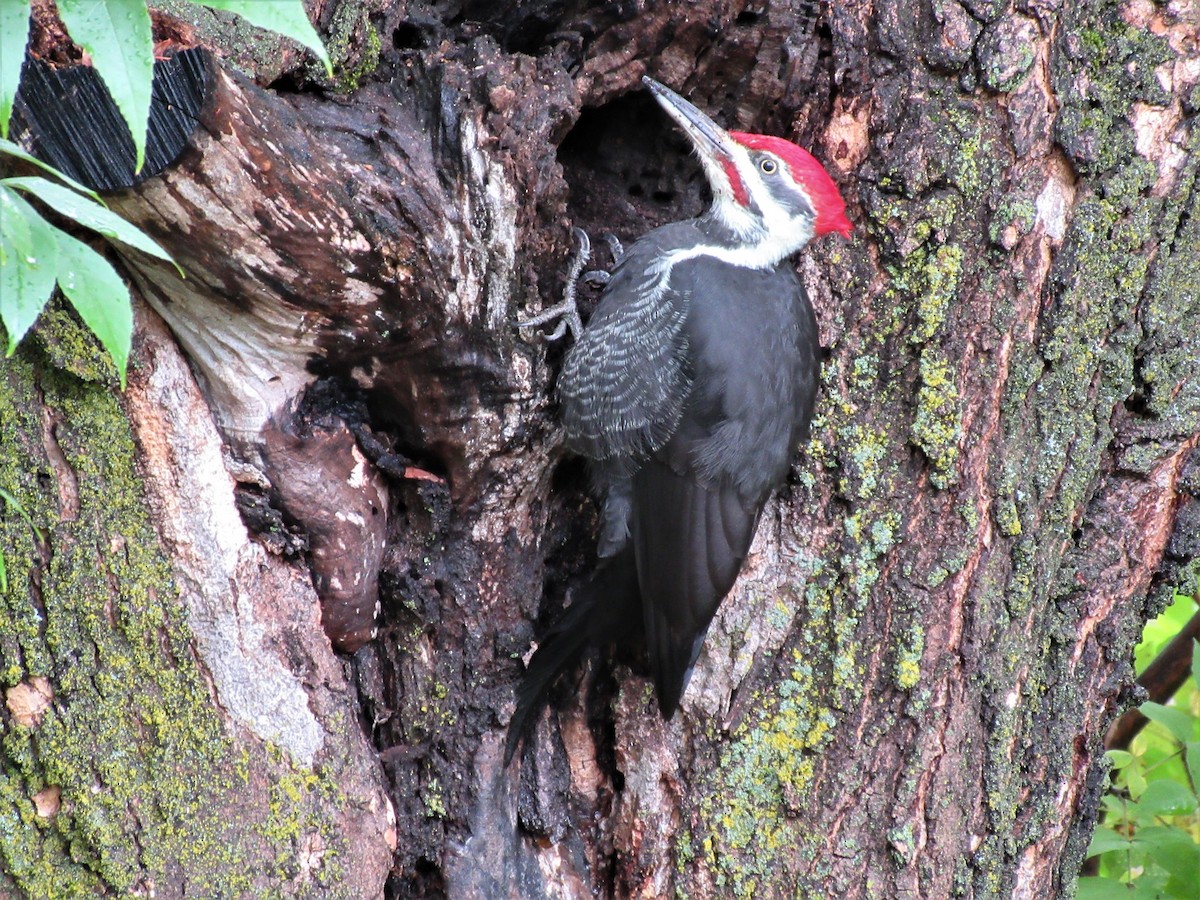 Pileated Woodpecker - Gérard Cyr