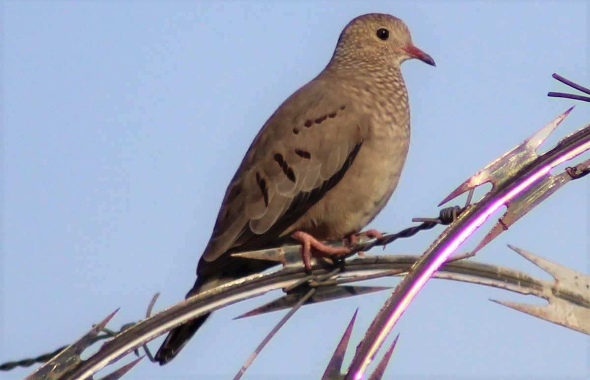 Common Ground Dove - ML382941731