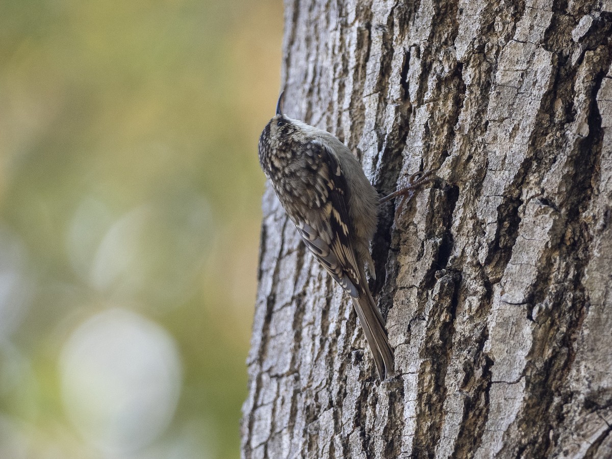 Brown Creeper - ML382942671