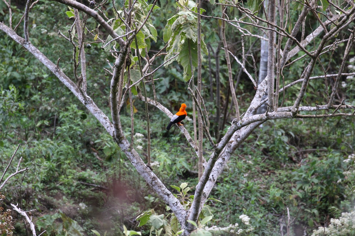 Andean Cock-of-the-rock - ML38294501