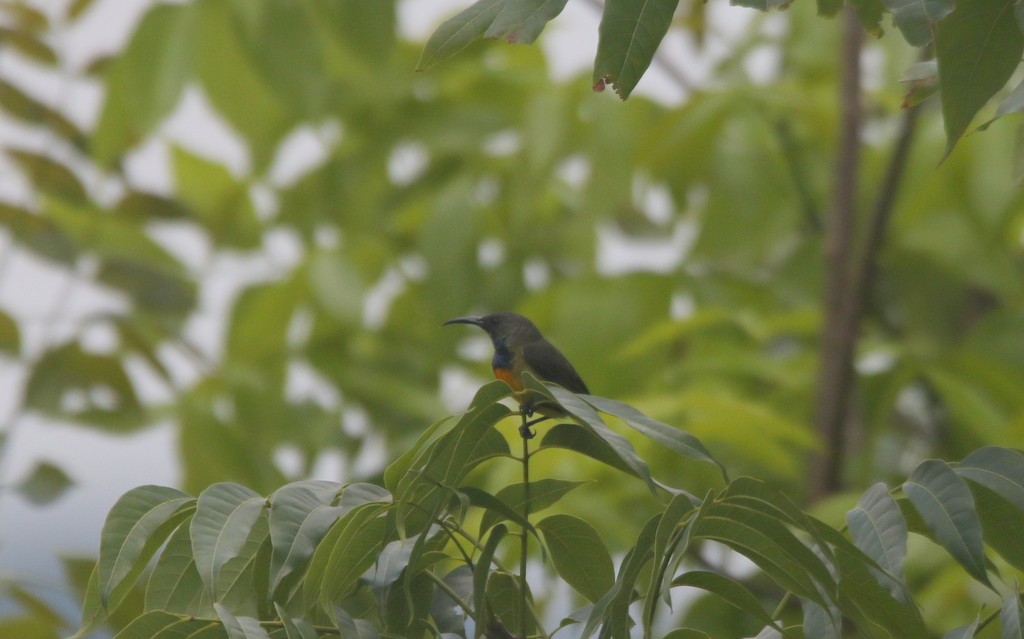 スンバタイヨウチョウ - ML382945471