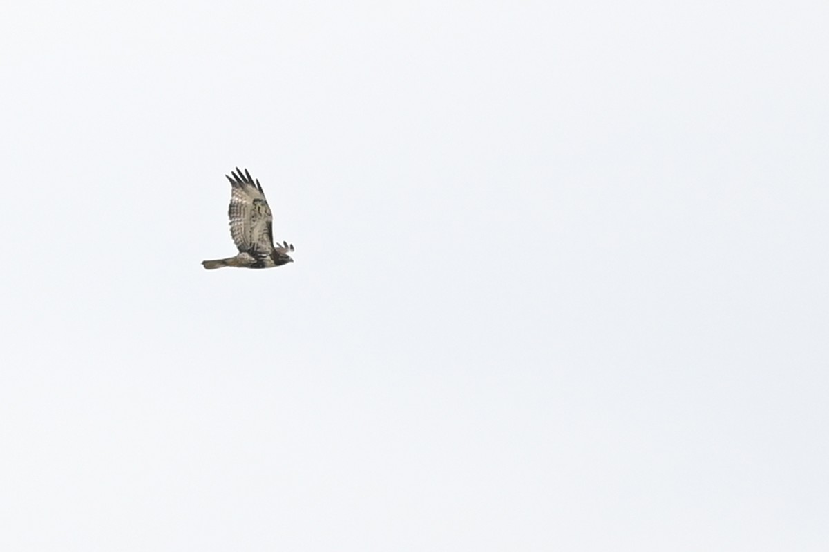 Red-tailed Hawk - ML382945501