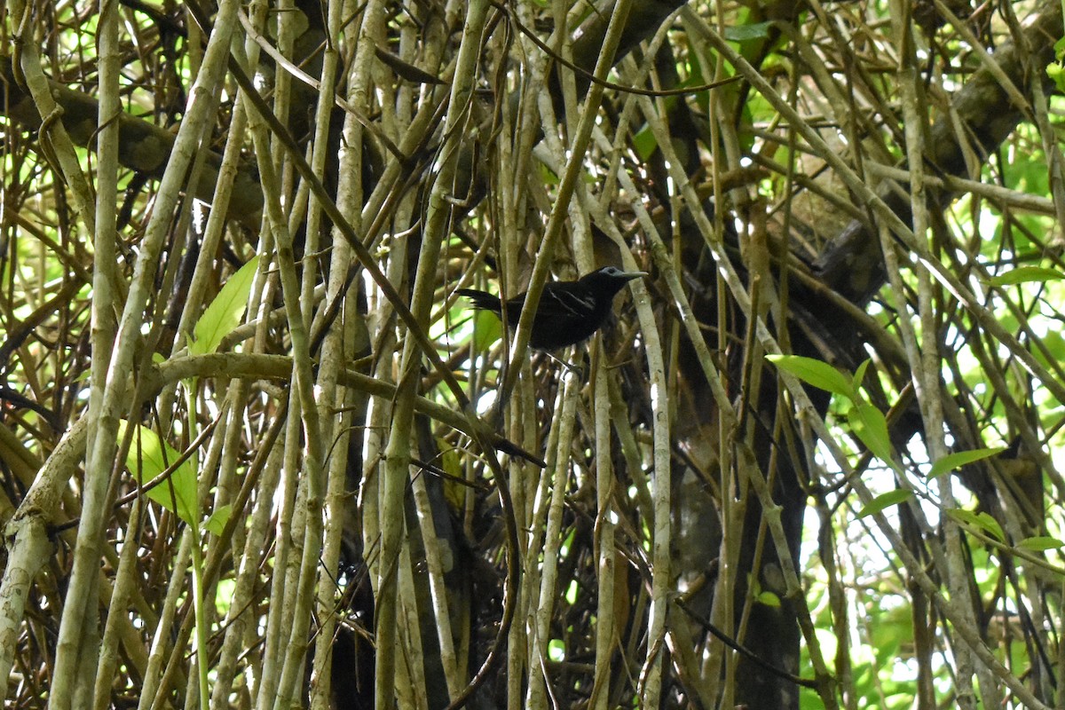 Bare-crowned Antbird - ML382945681