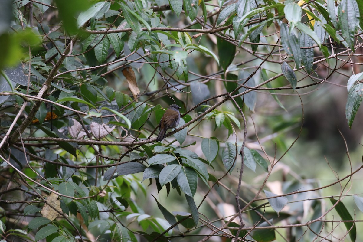 Andean Solitaire - Fabrice Schmitt