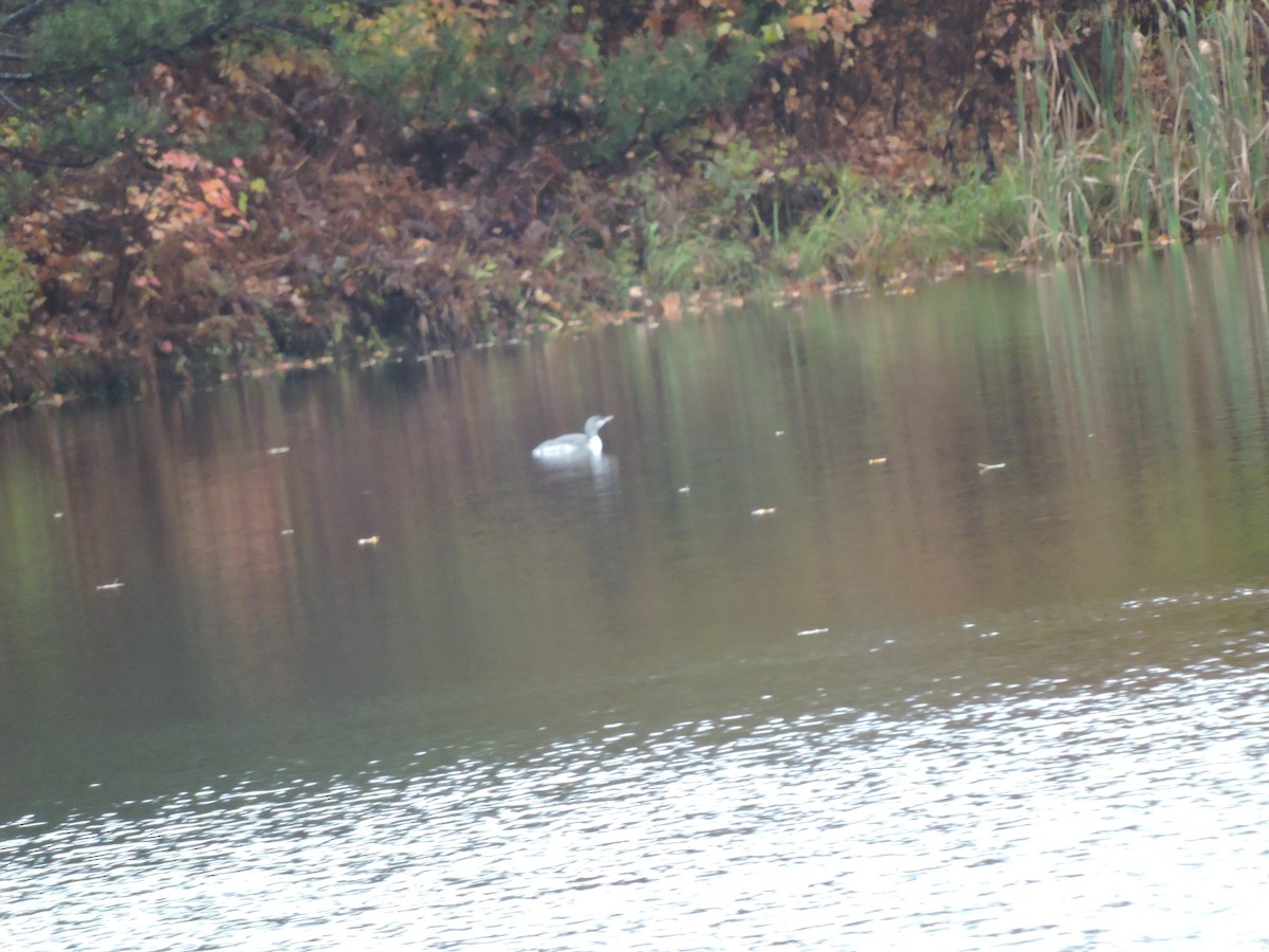 Red-throated Loon - ML382945841